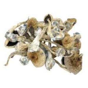 Alacabenzi mushrooms,Buy Alacabenzi mushrooms online,Alacabenzi Cubensis for sale